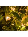 Rabalux Bobus Соларно осветление IP44 LED 0,06W 2700K 77002 - 8
